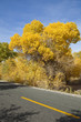 Inner Mongolia, China EJINAQI of Populus euphratica Inner Mongolia, China EJINAQI of Populus euphratica
