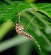 Mosquito sitting on a green leaf Mosquito sitting on a green leaf