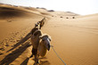 Sand desert ,china Sand desert ,china