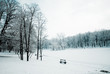 Forest winter