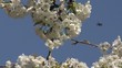 Abeilles sur cerisier en fleurs