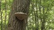 Champignon sur un tronc d’arbre