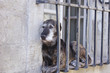 Chien derrière des barreaux