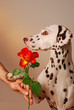 Foto: Thank you! Thank you!