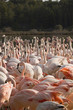 Crowd of flamingos in South France