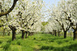 Obstwiese Obstwiese