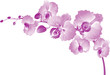 Vectr illustration of purple orchid. Vectr illustration of purple orchid.