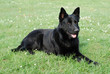 Schäferhund