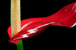 Anthurium flower close up