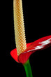 Close up of anthurium flower