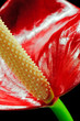Macro close up of anthurium flower
