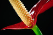 Macro close up of red anthurium flower