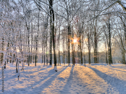 Photo: Wintersun in snowy forrest (HDR) Wintersun in snowy forrest (HDR)
