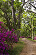 Azalea Lane 2