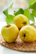 Still life with quinces