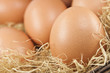 Eier