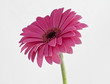Grebera Pink