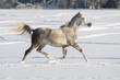 white horse runs trot