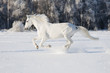 white horse runs gallop