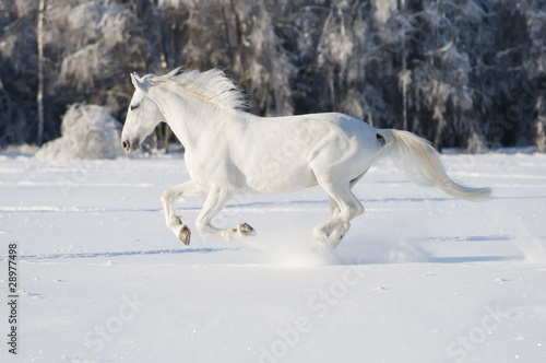 Photo: white horse runs gallop white horse runs gallop