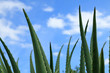 pointes d'aloe vera sur fond de ciel bleu