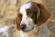 Irish red and white setter portrait