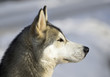 Siberian husky portrait