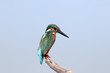 Martin pescatore,Alcedo atthis,kingfisher