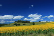 culture du tournesol
