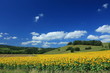culture du tournesol