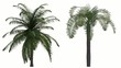 Photorealistic Palms Animated by Wind, with Alpha Channel