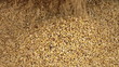 Grain
