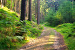 Nasser Grund Weg - wet ground way 02