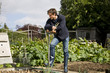 Photo: A young man pulling up onions on an allotment A young man pulling up onions on an allotment