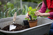 A woman potting strawberry plants