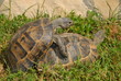 turtle,sea,