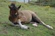Poulain en Irlande