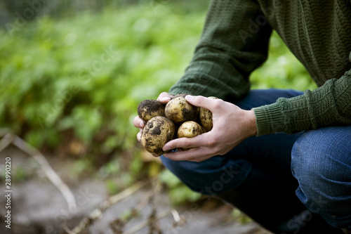 Photo: A man holding a handful of potatoes on an allotment A man holding a handful of potatoes on an allotment