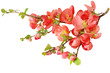 Cherry Blossom