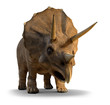 3d Triceratops about to charge 3d Triceratops about to charge