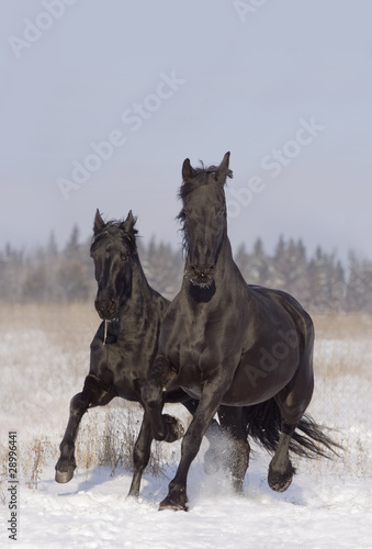 Foto: black horses black horses