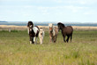 Stutenherde