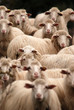 Sheep, Sardinia