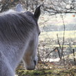 Cheval