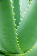 feuilles d'aloe vera