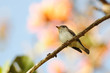 Asian Brown Flycatcher Asian Brown Flycatcher