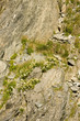 Flowers on rock