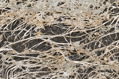 Foto: Rotting plant components Rotting plant components