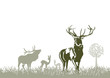 Wild im Wald
