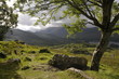 Paysage irlandais